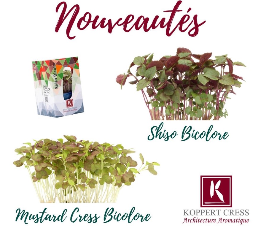 Micro pousses Koppert Cress - Méchinaud - Shiso Bicolore - Mustard Cress Bicolore